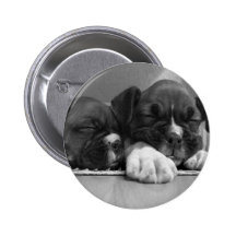 Schlafenboxer-Welpenknopf Buttons