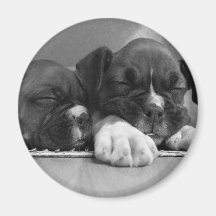 Schlafenboxer-Welpenmagnet Magnets