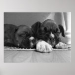 Schlafenboxerwelpen-Leinwanddruck Plakatdrucke