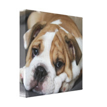 Schlafenbulldoggen-Leinwand-Druck Galerie Falt Leinwand