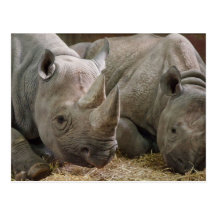 Schlafenrhinos-Postkarte