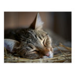 schläfrige Scheunenkatze Postkarte