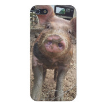 Schlammiger Ferkel iphone Fall iPhone 5 Cover