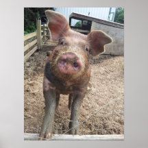 Schlammiges Schwein-Plakat lustig