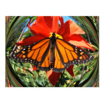 Schmetterling 256 ~ Postkarte