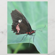 Schmetterling am Rand eines Blattes Flyerbedruckung