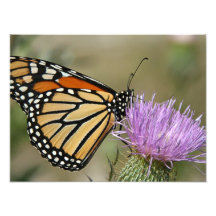 Schmetterling auf Blume Photographien