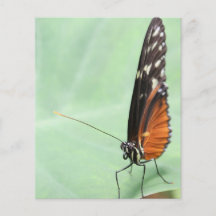 Schmetterling auf einem Blatt Bedruckte Flyer
