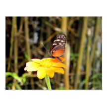 Schmetterling auf Gerber Gänseblümchen Postkarte