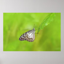 Schmetterling auf Grün Posterdrucke