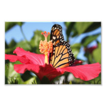 Schmetterling auf Hibiskus Kunst Fotos