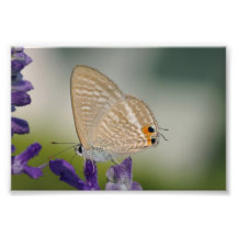 Schmetterling auf lila Blume Foto Druck