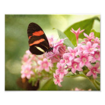Schmetterling auf rosa pentas fotografien