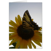 Schmetterling, der an der Dämmerung stillsteht Karten