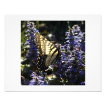 Schmetterling Foto Drucke