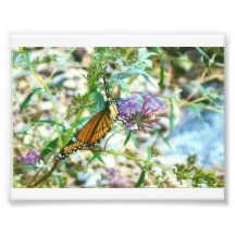 Schmetterling Fotografie