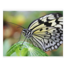 Schmetterling Fotografien