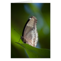 Schmetterling Karten