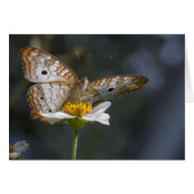 Schmetterling Karten
