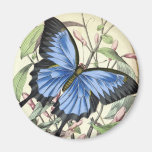 Schmetterling Kühlschrankmagnet