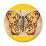 Schmetterling magnete