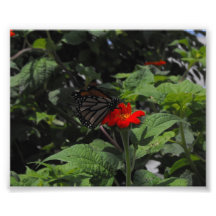 Schmetterling Kunstfoto