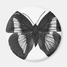 Schmetterling Magnete