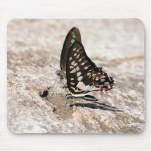 Schmetterling mousepad