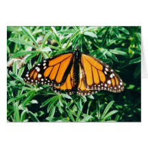 Schmetterling notecards grußkarten