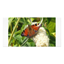 Schmetterling Photokartenvorlagen
