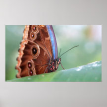 Schmetterling Plakate