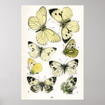 Schmetterlinge Plakat