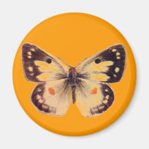 Schmetterlings-Magnet Magnete