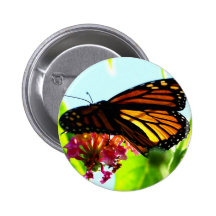 Schmetterlingsausdehnen Buttons