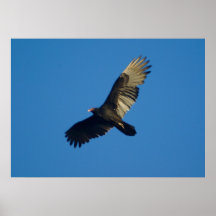 Schmutziger Vogel Posterdrucke