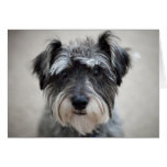 Schnauzer-Hundegruß-Karte karten