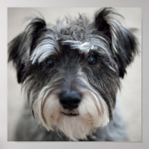Schnauzer-Hundeplakat-Druck