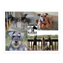 Schnauzer-Rettungs-Postkarte