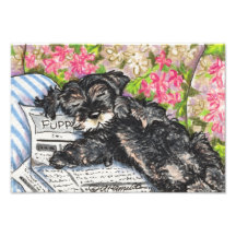 Schnauzer-Traum-Druck Kunst Foto