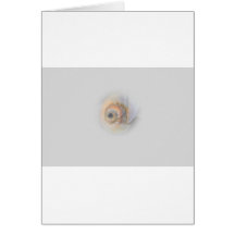 Schnecke Schnecke Muschel Muschel Grußkarte