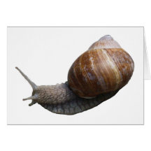 schnecke snail karten