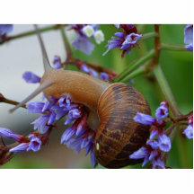 Schnecke-Tier Photo Skulptur