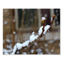 Schnee auf einem Niederlassungs-fallenden Schnee B Photo Druck