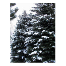 Schnee auf Tannen Postkarte