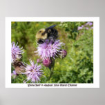 'Schnee Bee Plakatdrucke