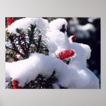 Schnee-Beeren Plakate