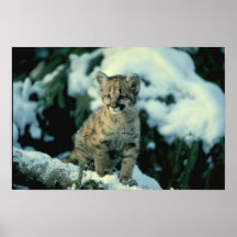 Schnee-Leopard CUB Posterdrucke