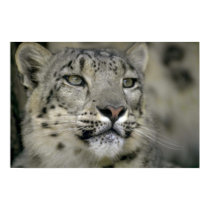Schnee-Leopard poster