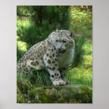 Schnee-Leopard Posterdruck