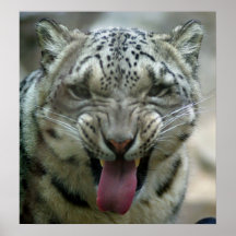 Schnee-Leopard - Wassup! Posterdrucke